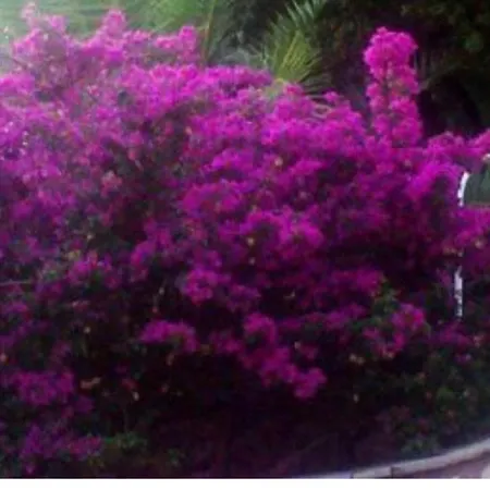 Tlos Secret Garden فتحية